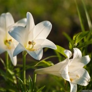 Easter Flowers