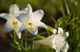 Easter Flowers